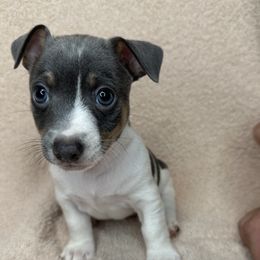 Kai - White and blue male Teddy Roosevelt Terrier puppy in Little Elm, Texas from Stone's Teddy Roosevelt Terrier's & French Bulldogs