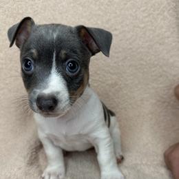 Kai - White and blue male Teddy Roosevelt Terrier puppy in Little Elm, Texas from Stone's Teddy Roosevelt Terrier's & French Bulldogs