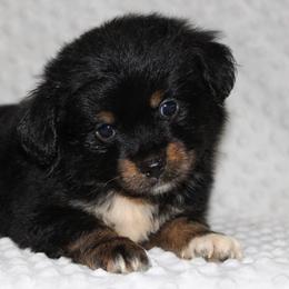 Cedar - Black tri male Miniature Australian Shepherd puppy in Paris, Texas from Kuttin’ Up Mini Aussies