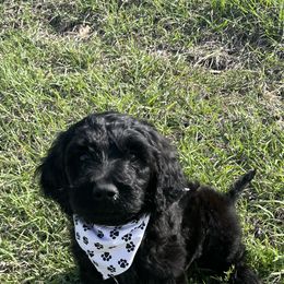 "Black male " Goldendoodle Puppies from Coleman doodles North Texas
