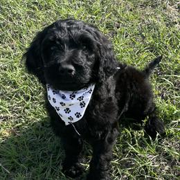 "Black male " Goldendoodle Puppies from Coleman doodles North Texas