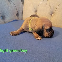 Red Boy - Bloodhound puppy in Fletcher, North Carolina from Heritage Hounds