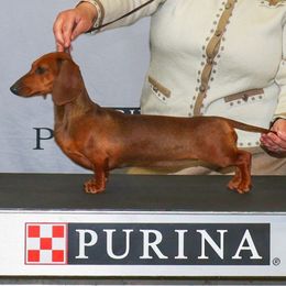 Bobby Sock - Dachshund