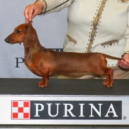 Bobby Sock - Dachshund
