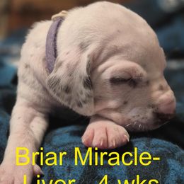 Briar Miracle - White and liver brown Dalmatian puppy in Sylvania, Georgia from Dipping Dot Dalmatians