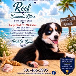 Black tri male - Black tri male Miniature Australian Shepherd puppy in Port Saint Lucie, Florida from Charlene Brannon's Mini Australian Shepherds