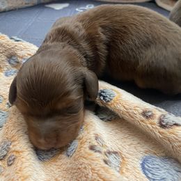 Mousse - Chocolate and tan male Dachshund puppy in Trenton, Florida from Tweenie Weenie Dachshunds