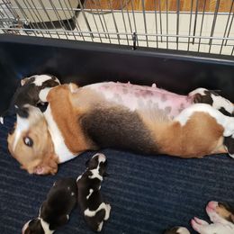 Beagle Puppies from Wilderness Beagles