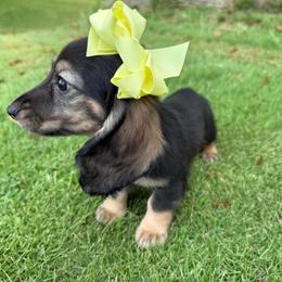 Maddie - Sable female Dachshund puppy in Ranburne, Alabama from Camdox