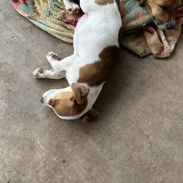Jack Russell Terrier Puppies from Burning Daylight Russells