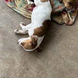 Jack Russell Terrier Puppies from Burning Daylight Russells