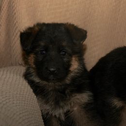 German Shepherds from Vom Wustegarten German Shepherds