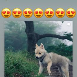 French Bulldog and Pomsky Puppies from Ba's Designer Puppies