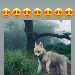 French Bulldog and Pomsky Puppies from Ba's Designer Puppies