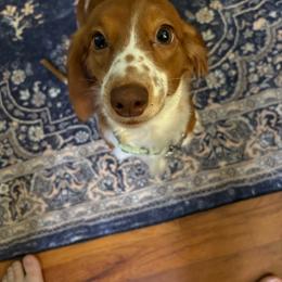 Stormy - Dachshund