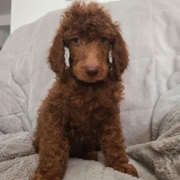 Dark green collar - Red  male Poodle puppy in Colorado Springs, Colorado from Silly's Standard Poodles