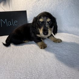 Boy 4 - Dapple male Dachshund puppy in Stilwell, Oklahoma from TJ's Dachshunds