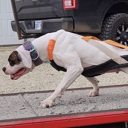 American Bulldogs from Calamity K9s