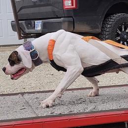 American Bulldogs from Calamity K9s