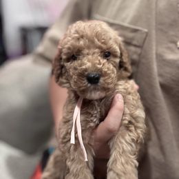 Light Pink - Apricot female Goldendoodle puppy in Bakersfield, California from Lavish Doodles