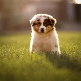 Australian Shepherd Puppies from Stone Ridge Australian Shepherds