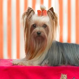 Yorkshire Terriers from Kelshire Yorkies