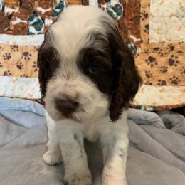 Girl 1 - Liver and white female English Springer Spaniel puppy in Tabor City, North Carolina from Big Bay Kennels LLC