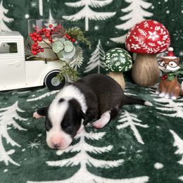 Prancer - Brindle and white female American Corgi puppy in Waskom, Texas from Piney Woods Corgis