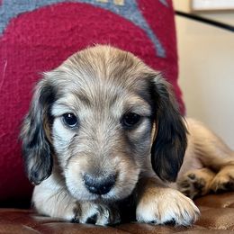 Dachshund Puppies from Loveland Doxies