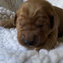 Girl 5 - female Golden Retriever puppy in Chico, California from Glenmac Goldens
