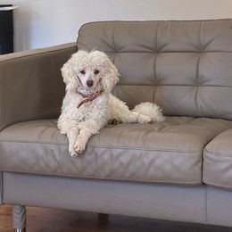 Ash - Poodle