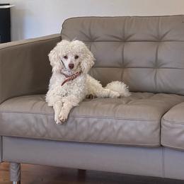 Ash - Poodle