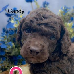 Candy - Brown female Poodle puppy in Greenville, North Carolina from Grace Poodles
