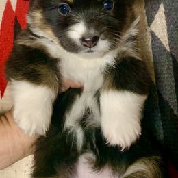 Pembroke Welsh Corgi Puppies from Darci Winner
