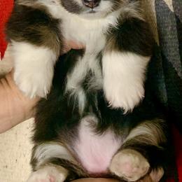 Pembroke Welsh Corgi Puppies from Darci Winner
