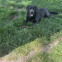 Dilute Retriever, Golden Retriever, and Labrador Retriever All Grown Up from Grimm Girls Farm
