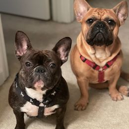 French Bulldogs from Harlow Frenchies