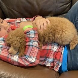 Poodle Puppies from Grandy’s Pretty Poodles