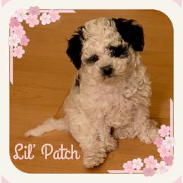 Goldendoodle puppies from Miss Cindy’s Doodles