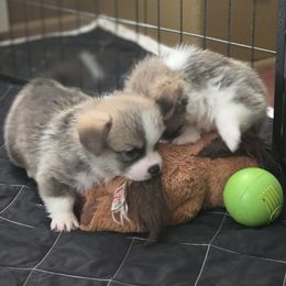 Pembroke Welsh Corgi Puppies from Salted Rim Corgis