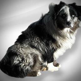 Ryder - Blue merle male Miniature Australian Shepherd puppy in Kim, Colorado from KNJ Aussies