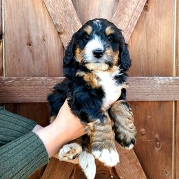 Bernedoodle and Goldendoodle Puppies from Stony Meadow Puppies