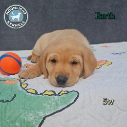 Earth - Yellow male Labrador Retriever puppy in Elloree, South Carolina from Moonlight Kennels LLC