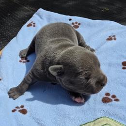 Boy 3 - Blue male Staffordshire Bull Terrier puppy in Houston, Texas from Khaleesi Kennel Blue Staffordshire-bull-terrier