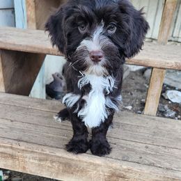 Cash - Brown and white male Cockapoo puppy in Ellensburg, Washington from Dawn to Dusk Cockapoos