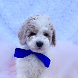 Goldendoodle, Maltipoo, and Poodle Puppies from Winchester Hills Poodles and Doodles