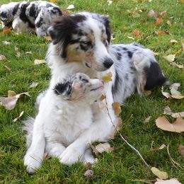 Australian Shepherd Puppies from Highline