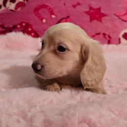Harmony's bigger girl - Cream female Dachshund puppy in Wheatfield, Indiana from Wines Wienery