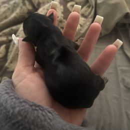 Girl 3 - Tan and white female Yorkshire Terrier puppy in Riverside, California from Playful Puppies