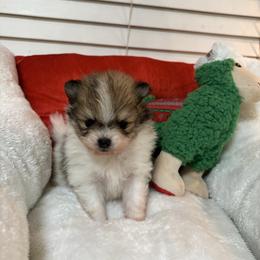 Rose - Cream sable parti female Pomeranian puppy in Concord, California from Eelan’s Poms